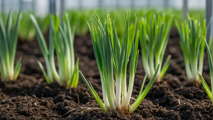 green onions in the greenhouse industry