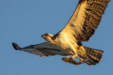 Osprey in flight with fresh fish catch