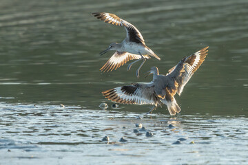 Two Eastern Willets Fighting