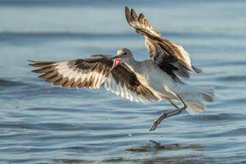 Very Angry Eastern Willet