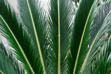 palm tree leaves with neutral background