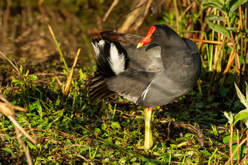 Moorehen preening