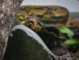 Snake nose
