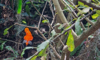 Colombia bird 