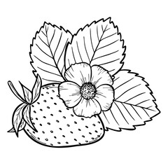 Obraz premium Vector strawberry composition with berry, flower and leaves, line art illustration, hand drawn floral outline sketch, botanical drawing. Design element for coloring, background, pattern, packaging