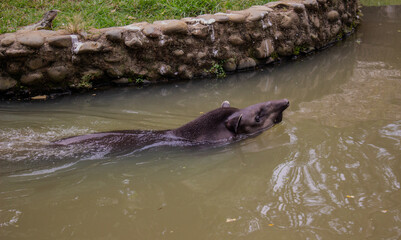 Tapir and friend