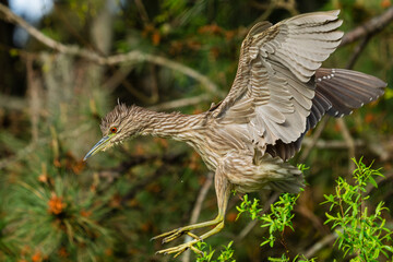 Juvenile Brack-crowned Night Heron