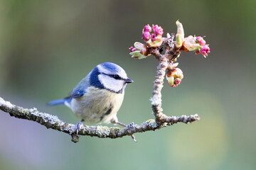 Adult Blue Tit (Cyanistes caeruleus) posed on blossom branch in a British back garden in Spring. Yorkshire, UK