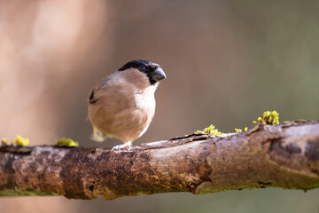 One legged, Female Bullfinch (Pyrrhula pyrrhula) in Spring, Yorkshire, UK in March
