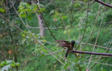 Hummingbird cocora