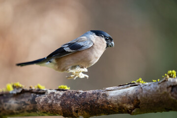Female Bullfinch (Pyrrhula pyrrhula) with poorly, scaly legs in Spring, Yorkshire, UK in March