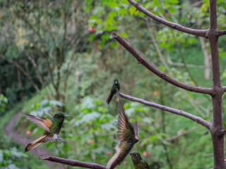 Hummingbirds fight