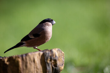 Female Bullfinch (Pyrrhula pyrrhula) with only one leg stands on the edge of a log in a British...