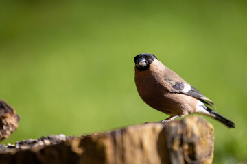 Female Bullfinch (Pyrrhula pyrrhula) in Spring, Yorkshire, UK in March