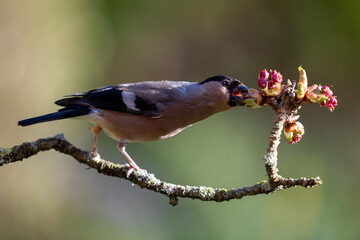 Beautiful Female Bullfinch (Pyrrhula pyrrhula) in Spring, feeding on a blossom bud. Yorkshire, UK...