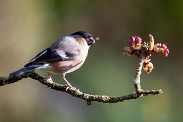 Obraz premium Gorgeous Female Bullfinch (Pyrrhula pyrrhula) in Spring, feeding on a blossom bud. Yorkshire, UK in March