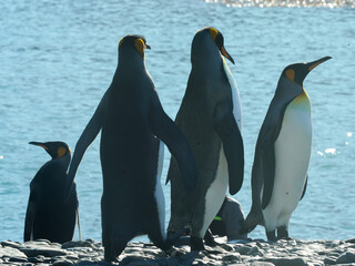 King penguins in South Georgia
