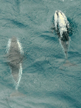 Hourglass dolphins in the Southern Ocean