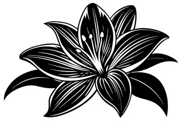 lily Flower silhouette  vector art illustration