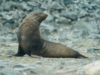 Fototapeta premium A fur seal in Antarctica