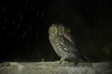 great horned owl in flight