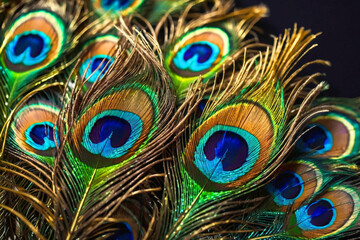 A close up of a beautiful peacock's feathers, showcasing their vibrant colors and intricate patterns. The feathers are displayed in various shades of blue, green, and gold