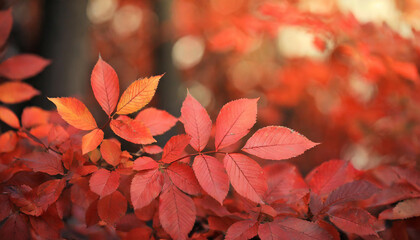 Close-up of vibrant red-orange leaves. Autumn season. Natural backdrop.