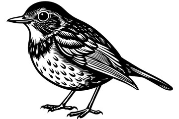 Robin bird silhouette  vector art illustration