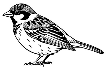 Sparrow bird silhouette  vector art illustration