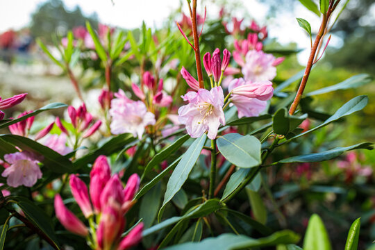Vibrant pink rhododendron blooms stand out against a lush green backdrop,