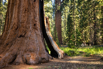 Sequoia Trees  