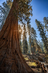 Sequoia Trees  