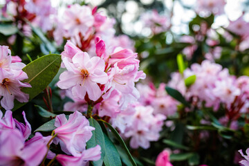 Rhododendron flowers blooming in the spring garden.