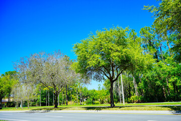 Beautiful Florida landscape in spring