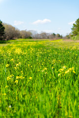 Wild Radish Fields in wetland preserve