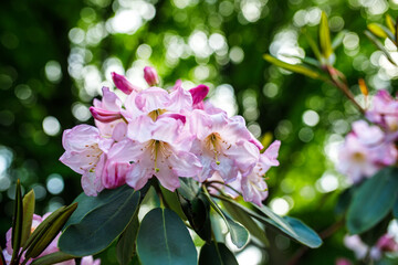 Rhododendron blooming in the garden,