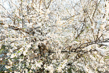 Branches of white blossoming almond tree