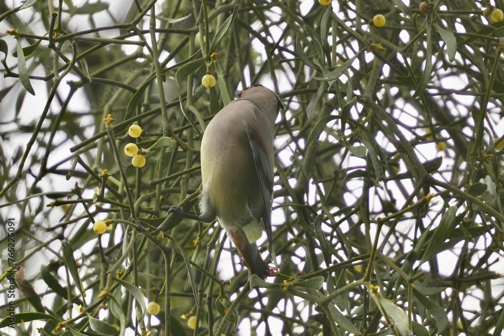 Poster japanese waxwing in a forest