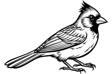 Cardinal bird silhouette  vector art illustration