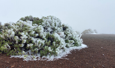 View of Teide National Park on a cold snowy day with mountain plants covered by ice in the...