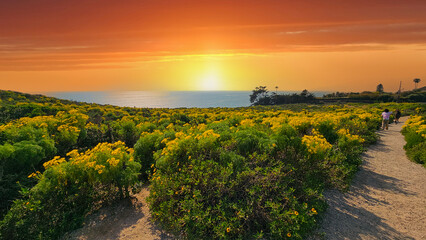 Fototapeta na wymiar a beautiful spring landscape with a hillside covered with yellow flowers and lush green plants, blue ocean water and powerful clouds at sunset at Point Dume in Malibu California USA