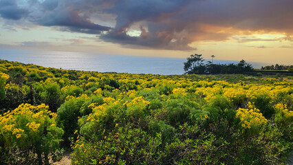 a beautiful spring landscape with a hillside covered with yellow flowers and lush green plants, blue ocean water and powerful clouds at sunset at Point Dume in Malibu California USA