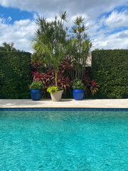 Beautiful tropical plants and hedges surrounding a Florida swimming pool