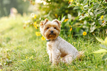 cute beautiful dog Small Yorkshire terrier walking in the park with flowers on green nature background with sunlight flare Bokeh Background