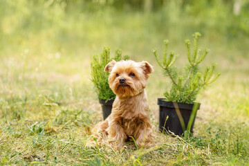 cute beautiful dog Small Yorkshire terrier walking in the park with flowers on green nature background with sunlight flare Bokeh Background