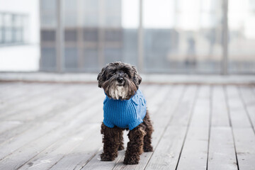 close up portrait of pretty sweet small little dog Miniature Schnauzer sitting in blue pullover outdoor dress, cozy style jacket on the spring wooden urban background