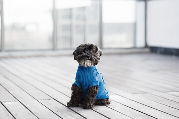 close up portrait of pretty sweet small little dog Miniature Schnauzer sitting in blue pullover outdoor dress, jacket on the spring wooden urban background