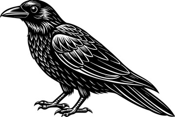 Crow bird silhouette  vector art illustration