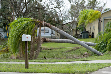 Uprooted palm tree after hurricane on Florida home front yard. Aftermath of natural disaster concept