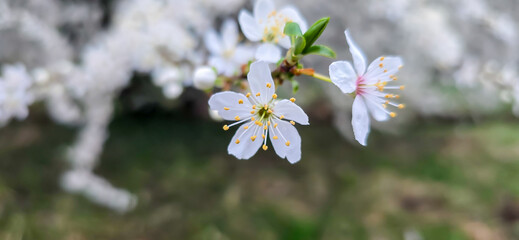 Blooming white bird cherry close-up, blooming flowers of bird cherry on a blurred natural background	